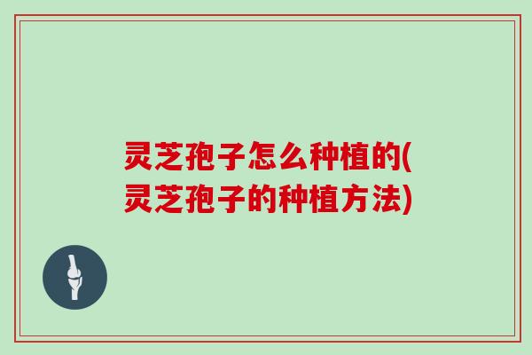 灵芝孢子怎么种植的(灵芝孢子的种植方法)