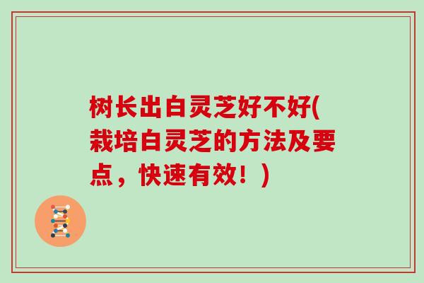 树长出白灵芝好不好(栽培白灵芝的方法及要点，快速有效！)