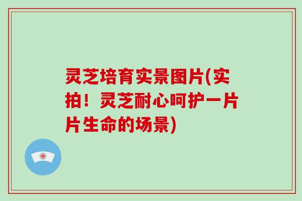 灵芝培育实景图片(实拍！灵芝耐心呵护一片片生命的场景)