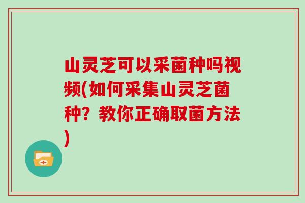 山灵芝可以采菌种吗视频(如何采集山灵芝菌种？教你正确取菌方法)