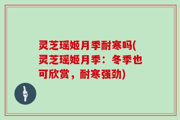 灵芝瑶姬月季耐寒吗(灵芝瑶姬月季：冬季也可欣赏，耐寒强劲)