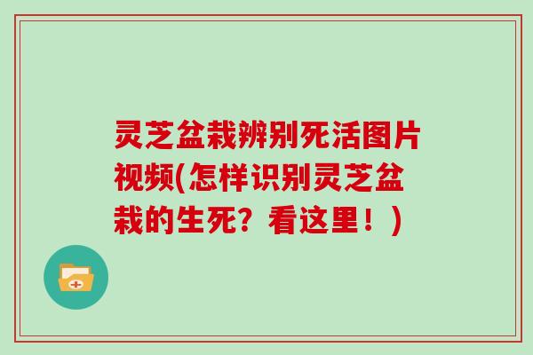 灵芝盆栽辨别死活图片视频(怎样识别灵芝盆栽的生死？看这里！)