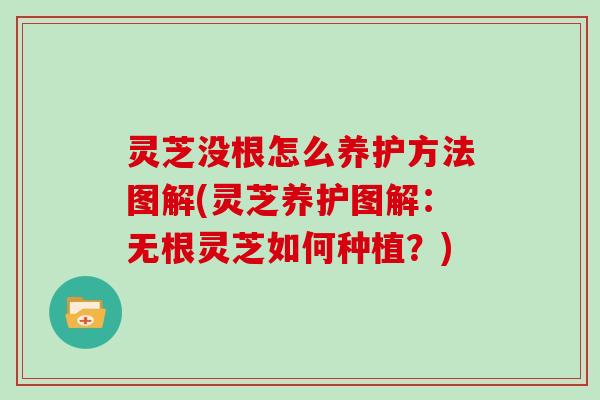 灵芝没根怎么养护方法图解(灵芝养护图解:无根灵芝如何种植?)-第1张图片-灵芝大师 灵芝没根怎么养护方法图解(灵芝养护图解:无根灵芝如何种植?)-第1张图片-灵芝大师