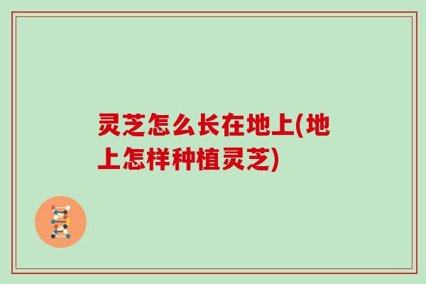 灵芝怎么长在地上(地上怎样种植灵芝)