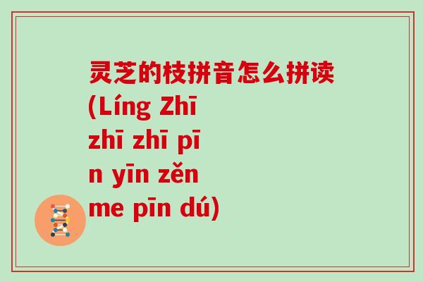 灵芝的枝拼音怎么拼读(Líng Zhī zhī zhī pīn yīn zěn me pīn dú)