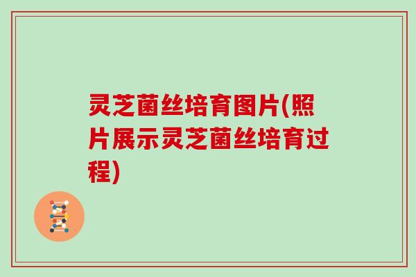 灵芝菌丝培育图片(照片展示灵芝菌丝培育过程)