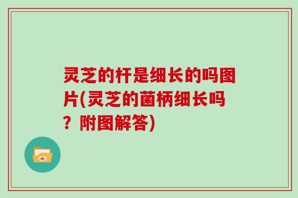 灵芝的杆是细长的吗图片(灵芝的菌柄细长吗？附图解答)