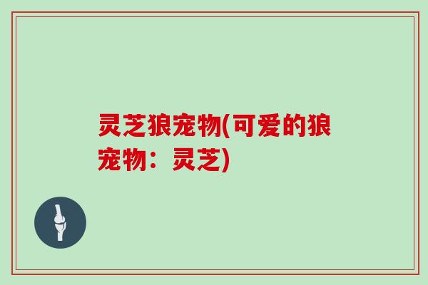 灵芝狼宠物(可爱的狼宠物：灵芝)