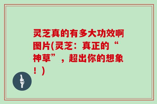 灵芝真的有多大功效啊图片(灵芝：真正的“神草”，超出你的想象！)