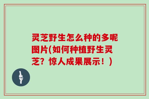 灵芝野生怎么种的多呢图片(如何种植野生灵芝？惊人成果展示！)