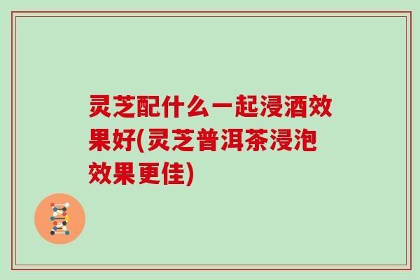 灵芝配什么一起浸酒效果好(灵芝普洱茶浸泡效果更佳)