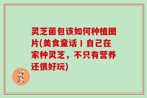 灵芝菌包该如何种植图片(美食童话丨自己在家种灵芝，不只有营养还很好玩)