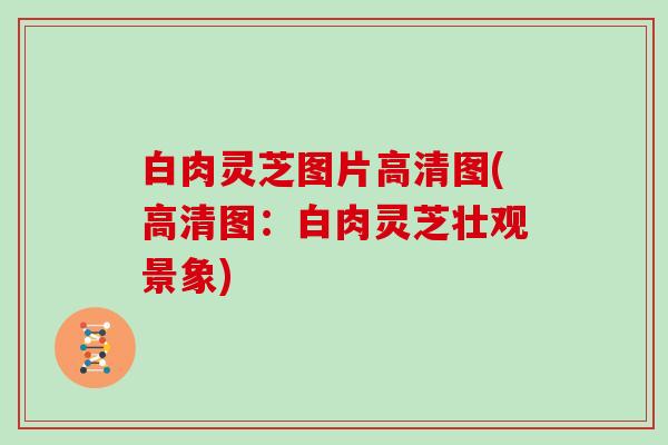 白肉灵芝图片高清图(高清图：白肉灵芝壮观景象)