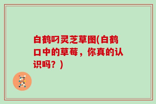 白鹤叼灵芝草图(白鹤口中的草莓,你真的认识吗?)-第1张图片-灵芝大师 白鹤叼灵芝草图(白鹤口中的草莓,你真的认识吗?)-第1张图片-灵芝大师