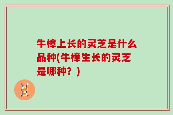 牛樟上长的灵芝是什么品种(牛樟生长的灵芝是哪种?)-第1张图片-灵芝大师 牛樟上长的灵芝是什么品种(牛樟生长的灵芝是哪种?)-第1张图片-灵芝大师