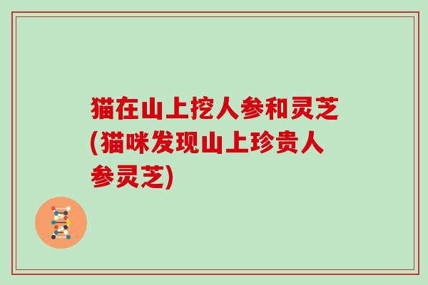 猫在山上挖人参和灵芝(猫咪发现山上珍贵人参灵芝)