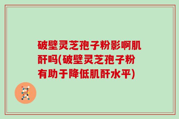 破壁灵芝孢子粉影啊肌酐吗(破壁灵芝孢子粉有助于降低肌酐水平)