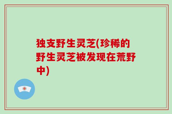 独支野生灵芝(珍稀的野生灵芝被发现在荒野中)