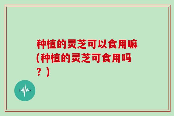 种植的灵芝可以食用嘛(种植的灵芝可食用吗？)