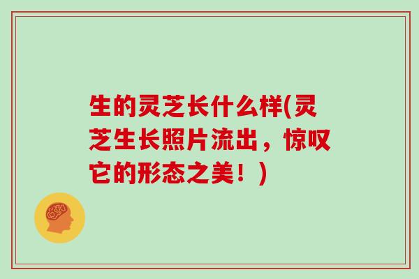 生的灵芝长什么样(灵芝生长照片流出，惊叹它的形态之美！)