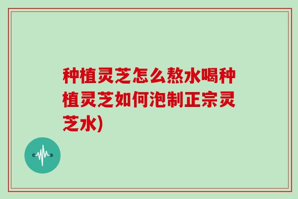 种植灵芝怎么熬水喝种植灵芝如何泡制正宗灵芝水)