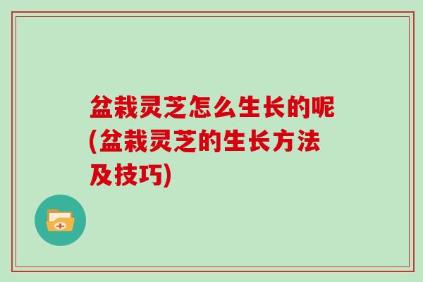 盆栽灵芝怎么生长的呢(盆栽灵芝的生长方法及技巧)