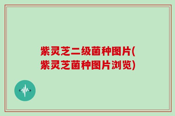 紫灵芝二级菌种图片(紫灵芝菌种图片浏览)