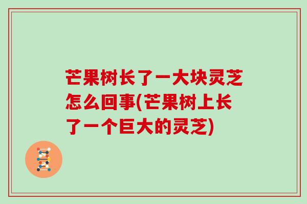 芒果树长了一大块灵芝怎么回事(芒果树上长了一个巨大的灵芝)