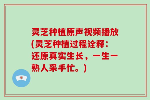 灵芝种植原声视频播放(灵芝种植过程诠释：还原真实生长，一生一熟人采手忙。)