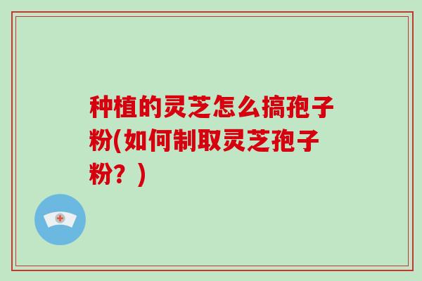 种植的灵芝怎么搞孢子粉(如何制取灵芝孢子粉？)