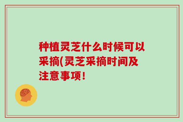 种植灵芝什么时候可以采摘(灵芝采摘时间及注意事项！