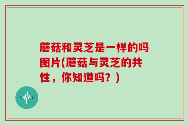 蘑菇和灵芝是一样的吗图片(蘑菇与灵芝的共性,你知道吗?)-第1张图片-灵芝大师 蘑菇和灵芝是一样的吗图片(蘑菇与灵芝的共性,你知道吗?)-第1张图片-灵芝大师
