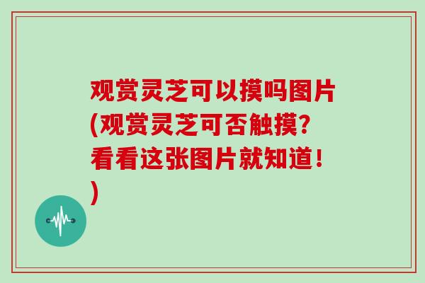 观赏灵芝可以摸吗图片(观赏灵芝可否触摸？看看这张图片就知道！)