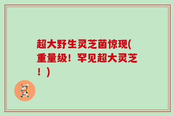超大野生灵芝菌惊现(重量级！罕见超大灵芝！)