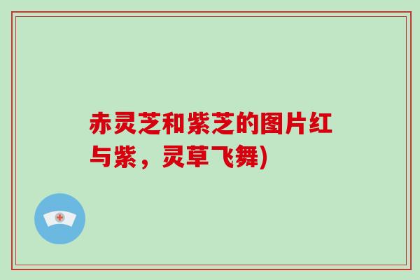 赤灵芝和紫芝的图片红与紫，灵草飞舞)