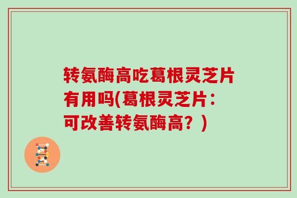 转氨酶高吃葛根灵芝片有用吗(葛根灵芝片：可改善转氨酶高？)