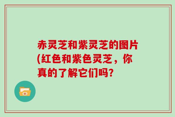 赤灵芝和紫灵芝的图片(红色和紫色灵芝，你真的了解它们吗？