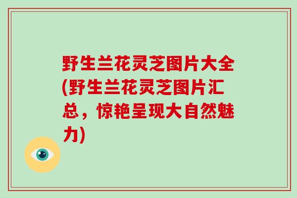野生兰花灵芝图片大全(野生兰花灵芝图片汇总，惊艳呈现大自然魅力)