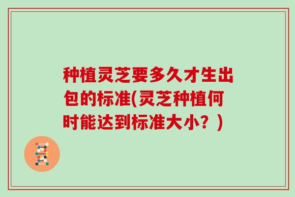种植灵芝要多久才生出包的标准(灵芝种植何时能达到标准大小?)-第1张图片-灵芝大师 种植灵芝要多久才生出包的标准(灵芝种植何时能达到标准大小?)-第1张图片-灵芝大师