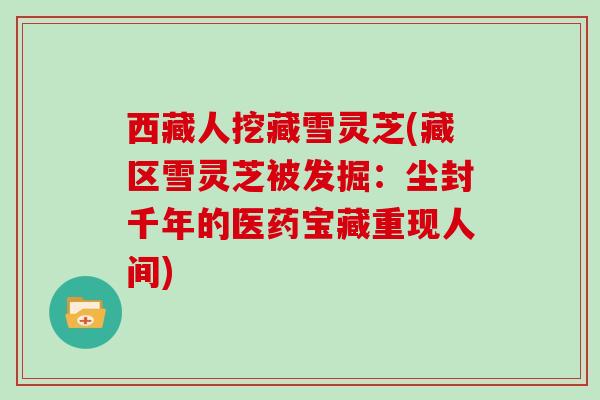西藏人挖藏雪灵芝(藏区雪灵芝被发掘：尘封千年的医药宝藏重现人间)