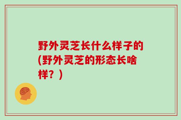 野外灵芝长什么样子的(野外灵芝的形态长啥样？)-第1张图片-灵芝大师