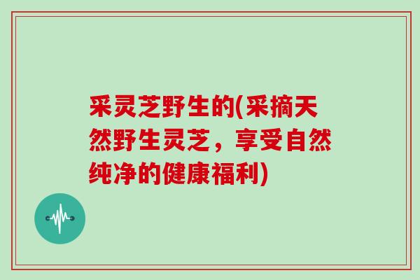 采灵芝野生的(采摘天然野生灵芝,享受自然纯净的健康福利)-第1张图片-灵芝大师 采灵芝野生的(采摘天然野生灵芝,享受自然纯净的健康福利)-第1张图片-灵芝大师