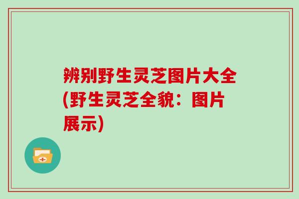 辨别野生灵芝图片大全(野生灵芝全貌：图片展示)