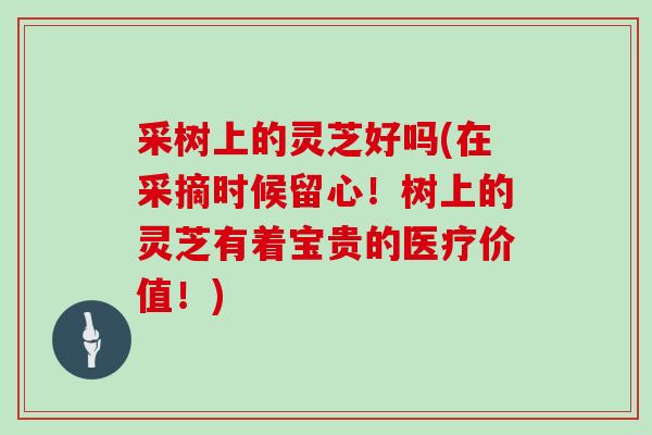采树上的灵芝好吗(在采摘时候留心！树上的灵芝有着宝贵的医疗价值！)