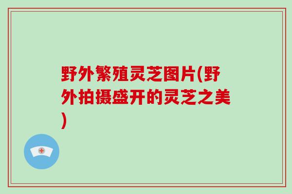 野外繁殖灵芝图片(野外拍摄盛开的灵芝之美)