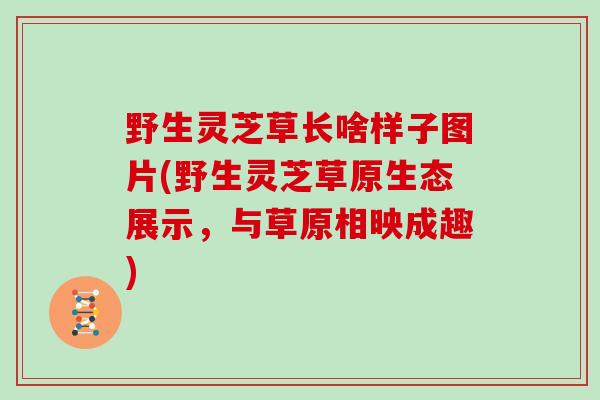 野生灵芝草长啥样子图片(野生灵芝草原生态展示，与草原相映成趣)