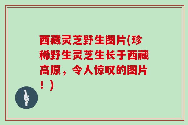 西藏灵芝野生图片(珍稀野生灵芝生长于西藏高原，令人惊叹的图片！)
