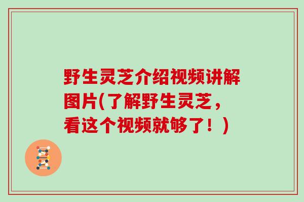 野生灵芝介绍视频讲解图片(了解野生灵芝,看这个视频就够了!)-第1张图片-灵芝大师 野生灵芝介绍视频讲解图片(了解野生灵芝,看这个视频就够了!)-第1张图片-灵芝大师