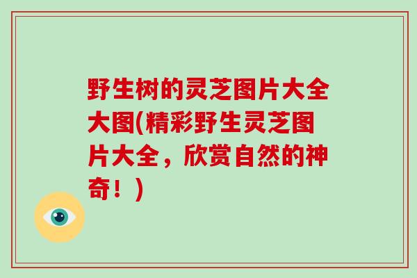 野生树的灵芝图片大全大图(精彩野生灵芝图片大全，欣赏自然的神奇！)