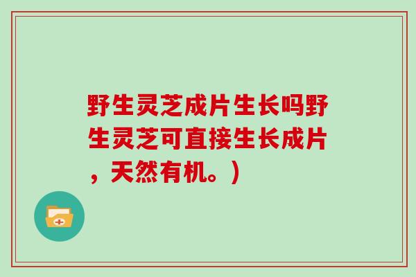 野生灵芝成片生长吗野生灵芝可直接生长成片，天然有机。)